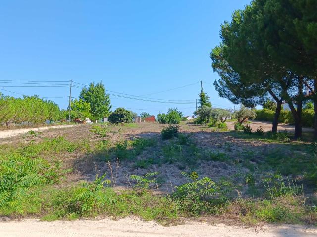 Fazenda 5000m2 de Terreno em Foros Vale Verde – Coruche