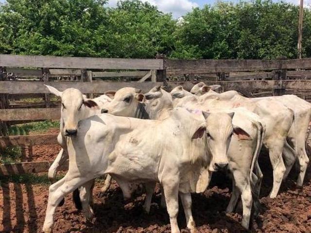 Fazenda