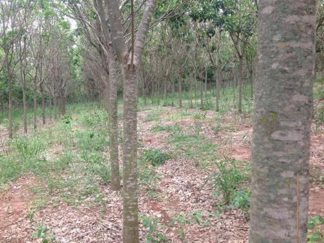 Fazenda