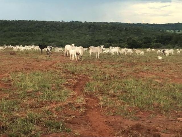 Fazenda