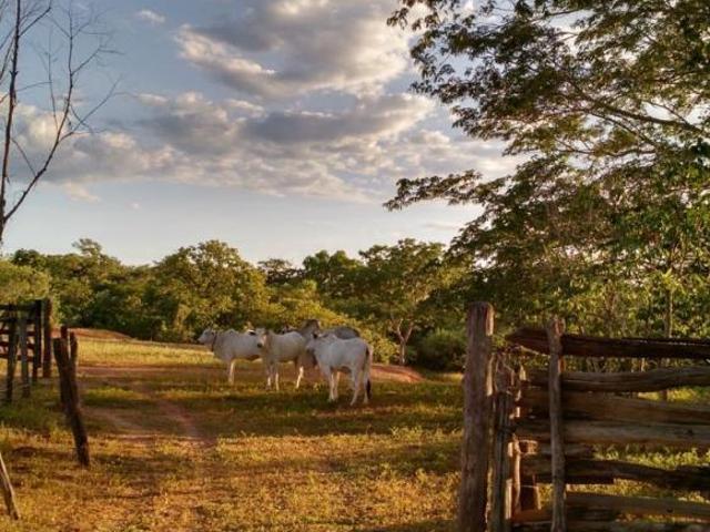 FAZENDA 615 HECTARES Rica em Água!