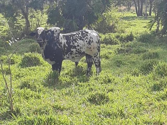 Fazenda