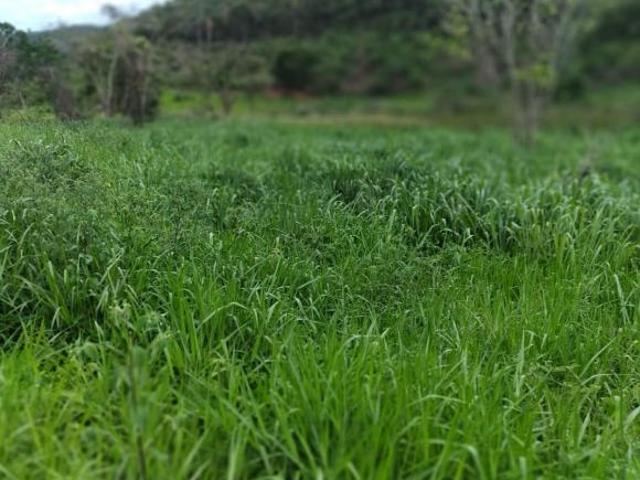 Fazenda