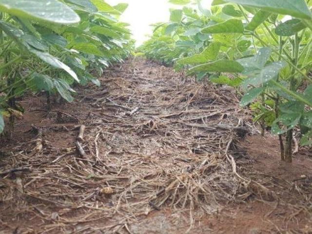 Fazenda