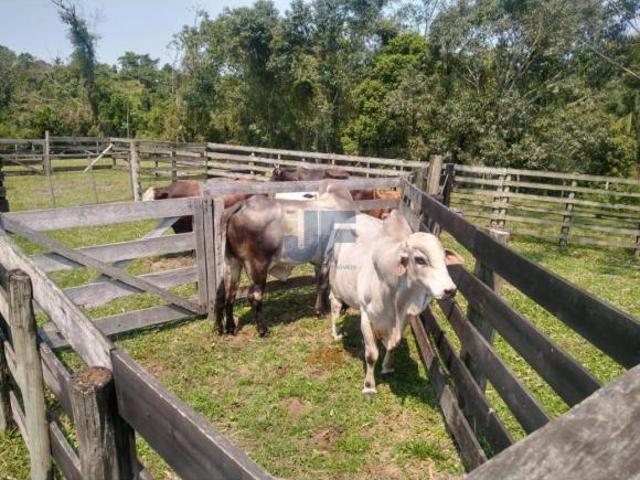 Fazenda