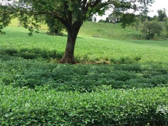 Fazenda