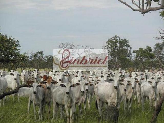 Fazenda