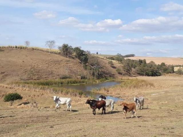 Fazenda 81,5 Alqueires, 56 Alqueires em Cana, Usina Grupo Zambianco 40 Toneladas 10 Alqueires em Grã