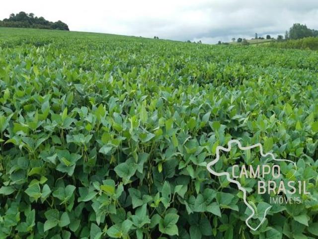 FAZENDA 81,6 ALQUEIRES COM PLANTAÇÃO DE CAFÉ !