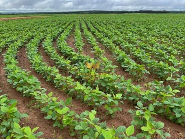 FAZENDA 910 ALQUEIRES GOIANO MINEIROS GO