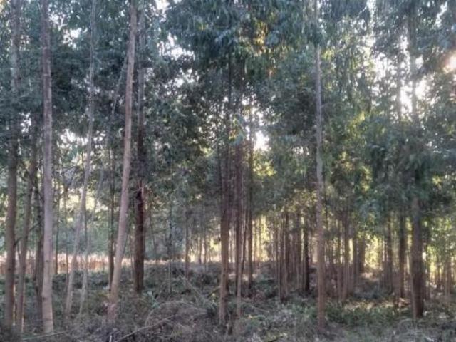 Sítio para venda em Área Rural Areia Branca dos Assis, Man