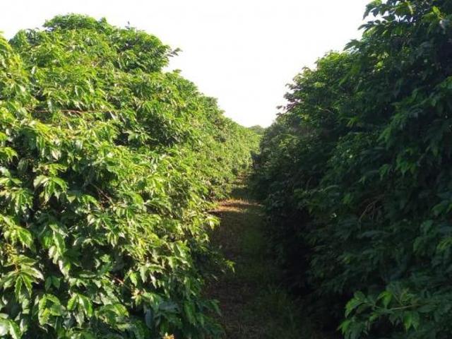 Fazenda de Café e Laranja Região de Campanha MG