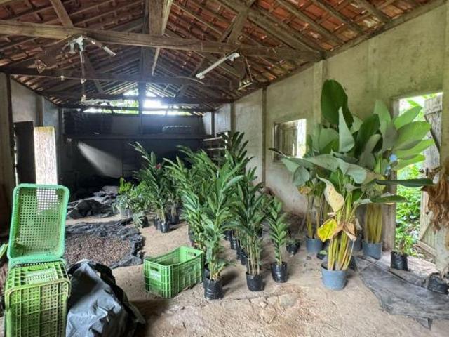 FAZENDINHA, SÍTIO PRODUTIVO EM MIRACATU COD: 6138 F: 11 97302 9229 CESAR