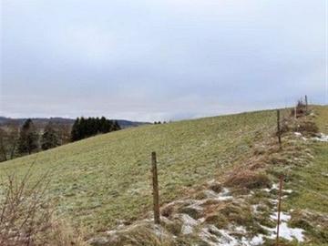 Feld, Wiese, Weide