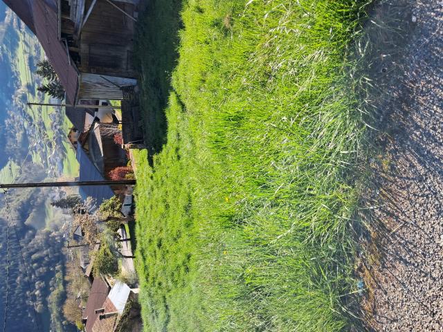 Ferme familiale 240m² Vacheresse
