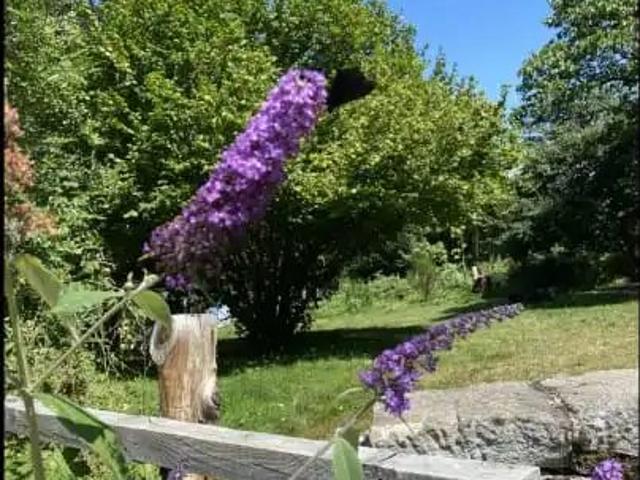 Ferme rustique & gite à vendre à Viscomtat, Auvergne, France