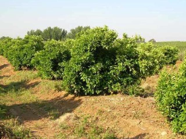 FINCA 11 Has DE NARANJOS