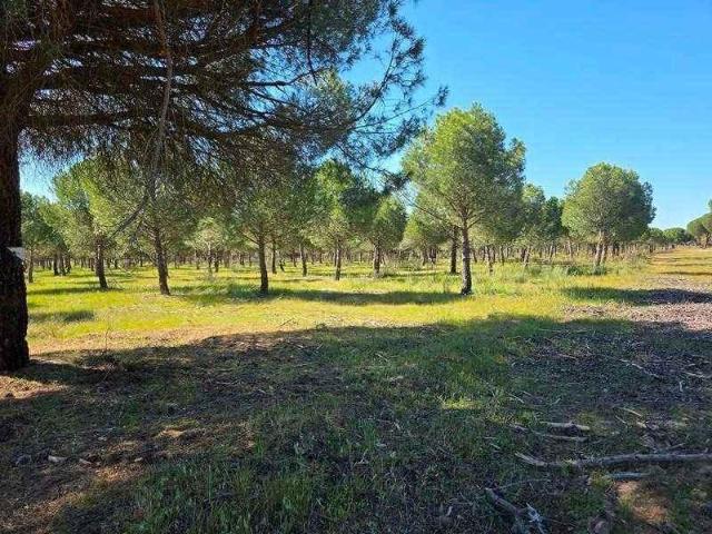 FINCA AGRÍCOLA DE 400 HA EN DEHESA DE CARTAGO – VEGA GRANDE CASTRONUÑO, VALLADOLID