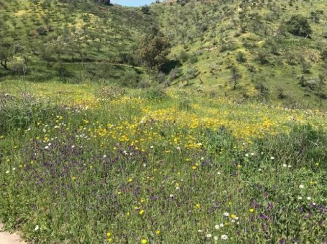 FINCA CON CASA REFORMADA Y 100.000 m2 de terreno