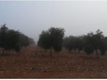 Finca de 400 hectáreas, en Ciudad Real, toda regadío, con viñedos, olivos
