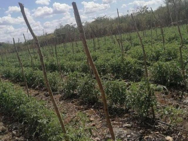Finca de 23 hectáreas en venta en Yobaín, Yucatán
