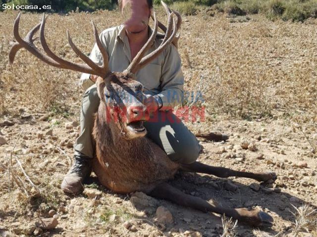 Finca de 2100 has de caza mayor y agrícola en Villora Cuenca