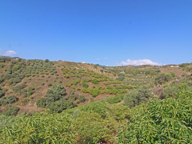 Finca de Aguacates Coín Guaro