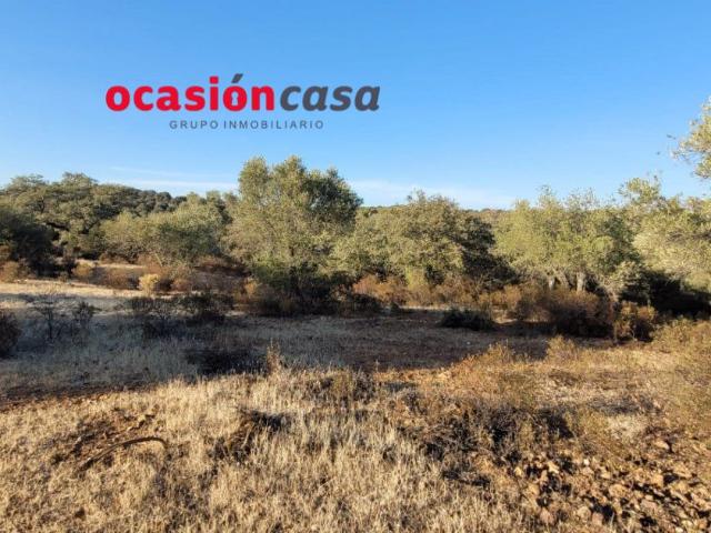 FINCA DE MONTE Y OLIVOS