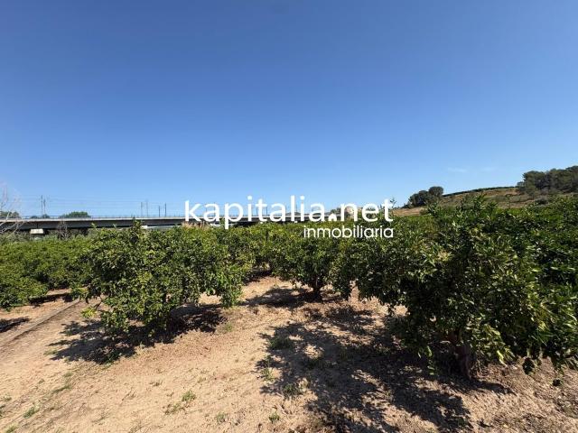FINCA DE NARANJOS A LA VENTA EN XATIVA