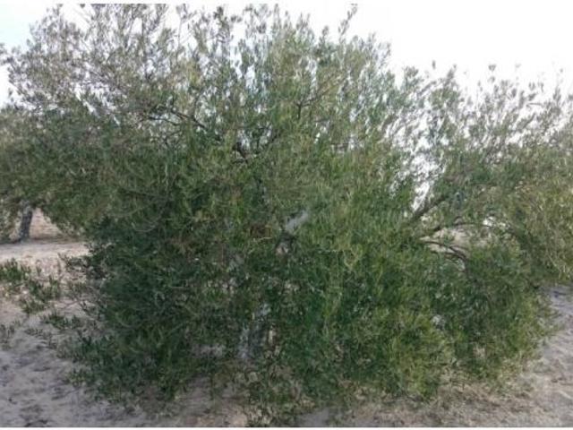 Finca de olivar con nave de aperos