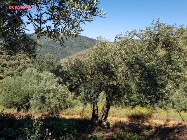FINCA DE OLIVOS CON CORTIJO,NAVES Y MUCHA AGUA