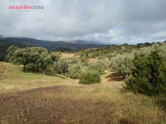 finca de olivos con sondeo