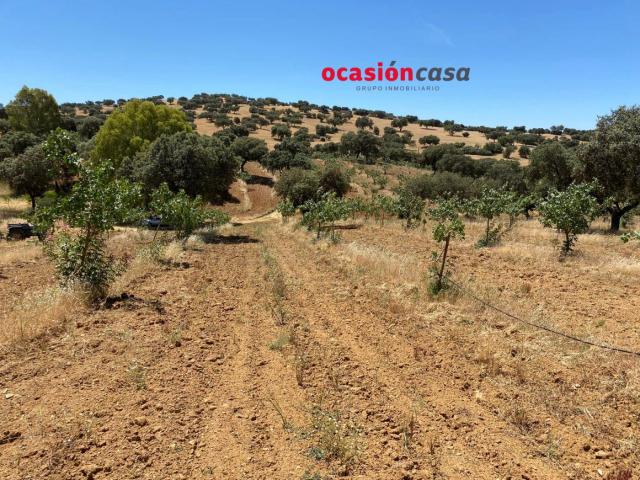 FINCA DE PISTACHOS A LA VENTA