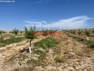 Finca de regadío con almendros en Saucedilla