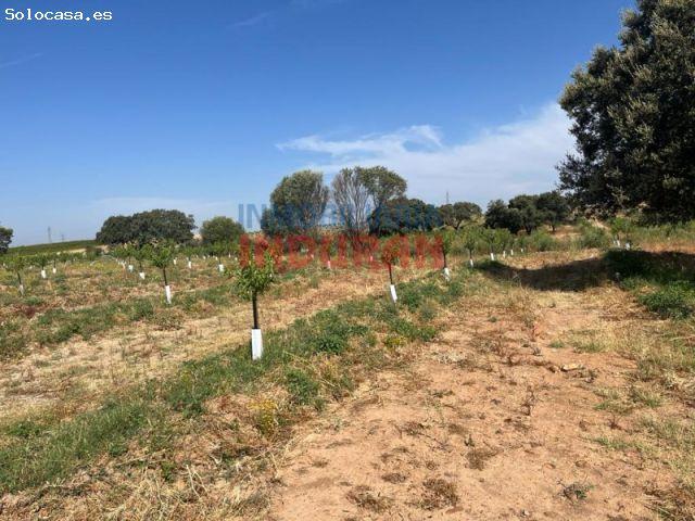 Finca de regadío con almendros en Saucedilla
