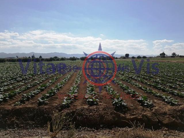 FINCA DE REGADIO 11.300 M2 EN CAMPILLO