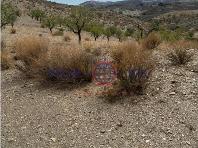 FINCA DE SECANO EN ZARZALICO DE 35.000 M2 CON CASETA DE 40 M2 PARA APEROS CON CHIMENEA