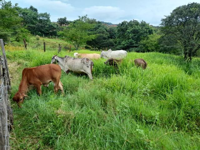 Finca En Venta En Villa Del Rosario En Juan Frio V289880