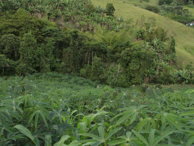 Finca En Venta En Calima En. V199661