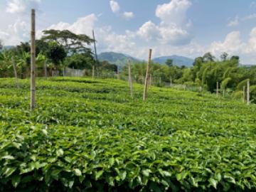 Finca En Venta En Chinchina En Chinchina V302192