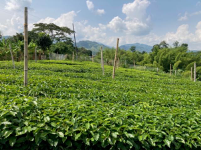 Finca En Venta En Chinchina En Chinchina V302192