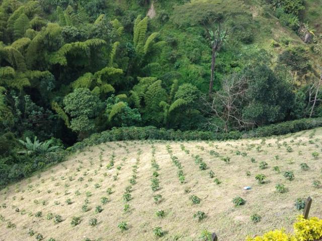 Finca En Venta En Manizales En. V257118