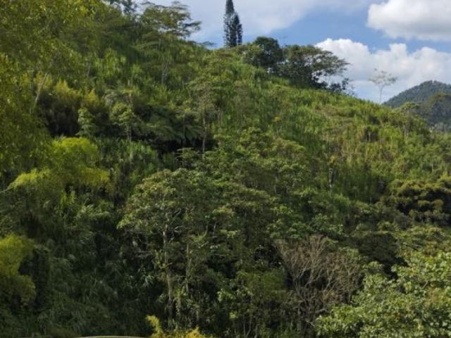 Finca En Venta En Santa Rosa De Cabal V336920