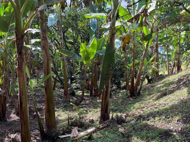Finca En Venta En San Jose V301559