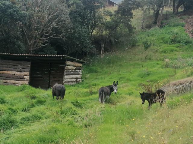 Finca En Venta En Subachoque En Vereda Galdamez V338320