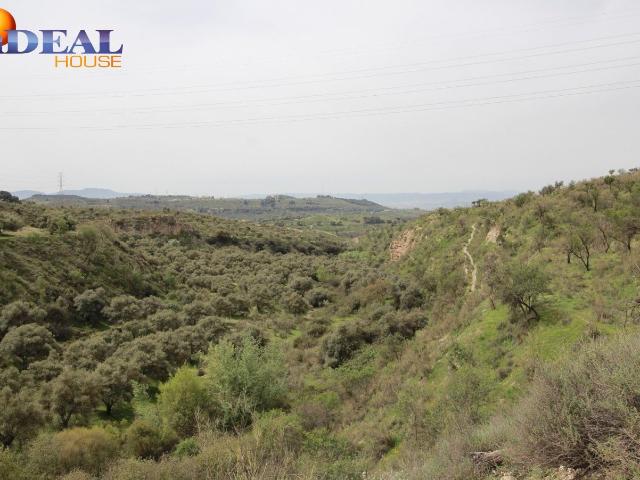 FINCA EN BARRANCO SAN JERÓNIMO BARTODANO