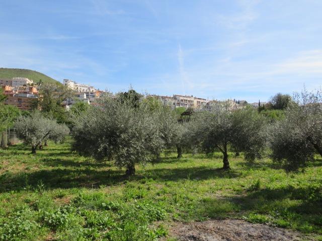 Finca en Cenes de la Vega