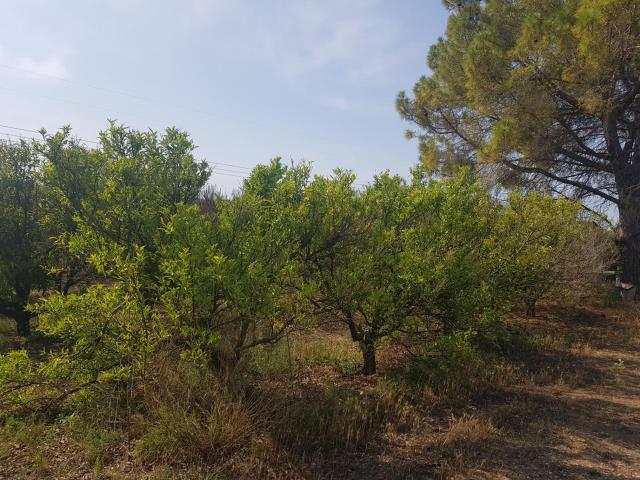 FINCA EN LA GALERA CON AGUA Y CASA DE 15m2