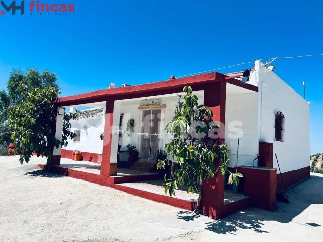 Finca de Olivar en Producción – 26 ha en Morón de la Frontera