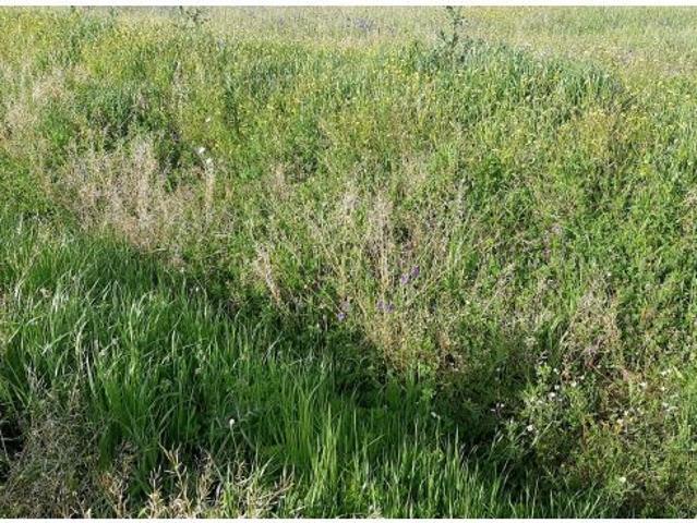 Finca ganadera de 15 hectáreas en Garrovillas